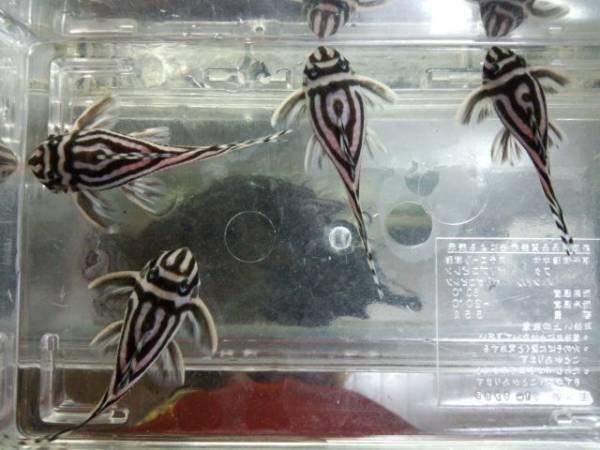 インペリアルゼブラプレコ ワイルド 繁殖経験あり 最終 プレコ 売買されたオークション情報 Yahooの商品情報をアーカイブ公開 オークファン Aucfan Com