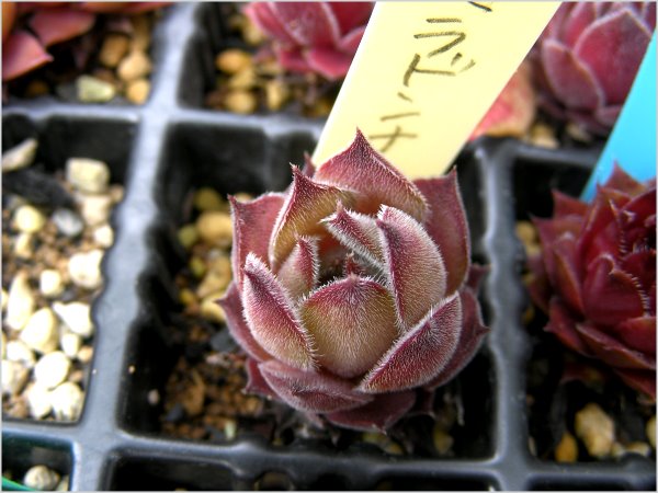 多肉植物sempervivumセンペル ベラドンナ Bella Donna 外国人作家 売買されたオークション情報 Yahooの商品情報をアーカイブ公開 オークファン Aucfan Com