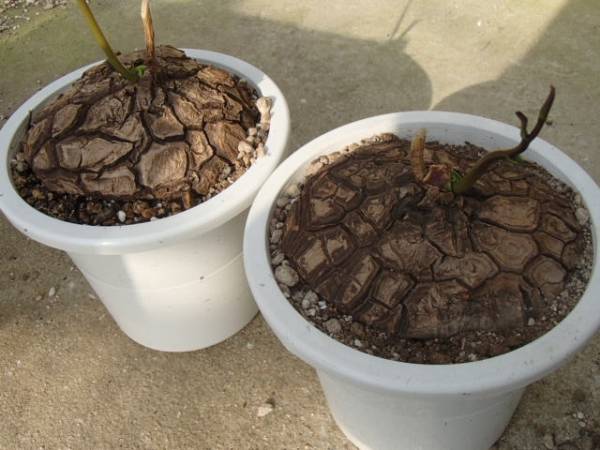 ｋｎ メキシコ亀甲竜 ディオスコレア マクロスタチア その他 売買されたオークション情報 Yahooの商品情報をアーカイブ公開 オークファン Aucfan Com