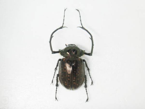 標本 テルヌマテナガコガネ Cheirotonus terunumai レアー(虫類)｜売買