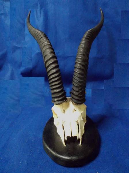 ガゼルと思われる角 剥製 珍品 レア 頭蓋骨 壁掛け 骨董 科学 自然 売買されたオークション情報 Yahooの商品情報をアーカイブ公開 オークファン Aucfan Com