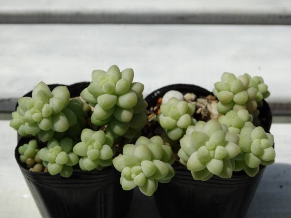 多肉植物 セダム ビアホップ 新玉つづり 2鉢 サボテン 売買されたオークション情報 Yahooの商品情報をアーカイブ公開 オークファン Aucfan Com 多肉植物 セダム ビアホップ 新玉つづり 2鉢 サボテン 売買されたオークション情報 Yahooの商品情報をアーカイブ公開 オークファン Aucfan Com