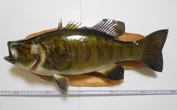 大型スモールマウスバスの剥製 ブラックバス コクチバス 魚 アクセサリー 売買されたオークション情報 Yahooの商品情報をアーカイブ公開 オークファン Aucfan Com