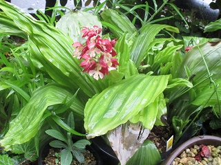 エビネ　華炎梅　５芽