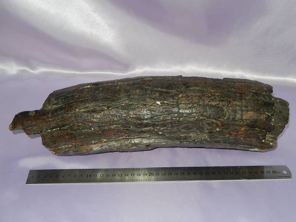 ☆☆初だし品　稀少　海揚り　ナウマン象の牙の化石？　NO３