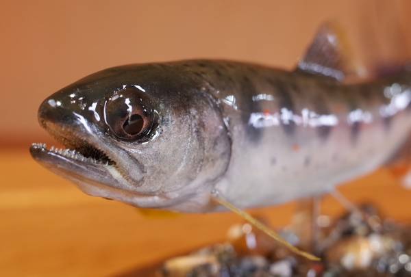 マンボークラブ魚剥製 アマゴ ミニ情景剥製! | マンボークラブ魚剥製 アマゴ ミニ情景剥製 極小アマゴ 渓魚剥製&ハンドメイドミノーの製作・販売