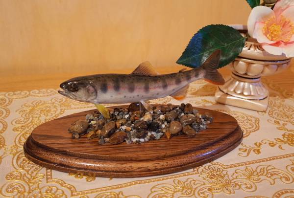 マンボークラブ魚剥製 アマゴ ミニ情景剥製! | マンボークラブ魚剥製 アマゴ ミニ情景剥製 極小アマゴ 渓魚剥製&ハンドメイドミノーの製作・販売