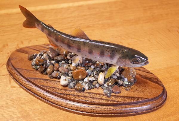マンボークラブ魚剥製 アマゴ ミニ情景剥製! | マンボークラブ魚剥製 アマゴ ミニ情景剥製 極小アマゴ 渓魚剥製&ハンドメイドミノーの製作・販売