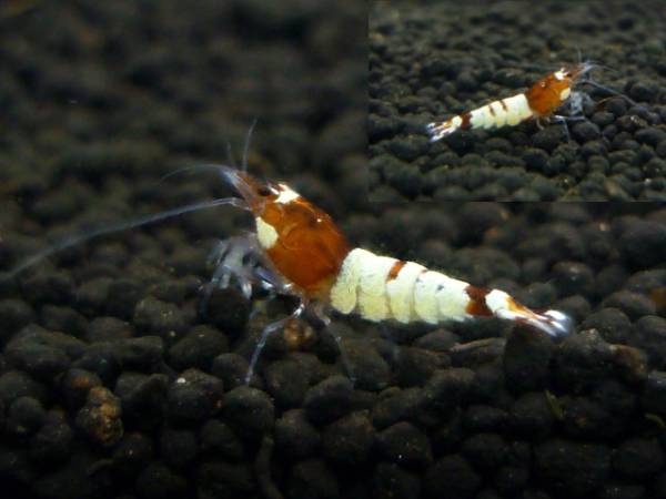 2＜water-flap＞APレッドピント柄＆APレッドモスラ3匹セット