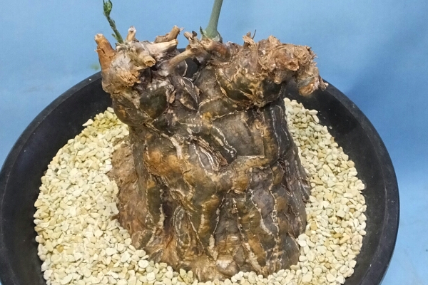 サボテン 多肉植物　87　ケファラペンタンドラ　エキローサ　　