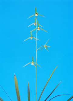 ●寒蘭　高知県南国市領石産（涼風）　B-2