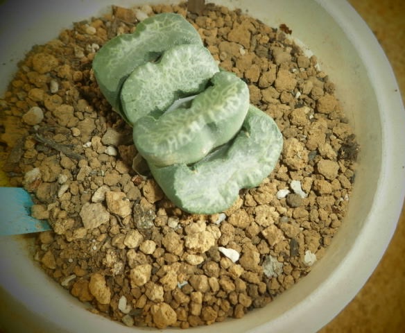 ■□玉扇上物A・サボテン多肉□■