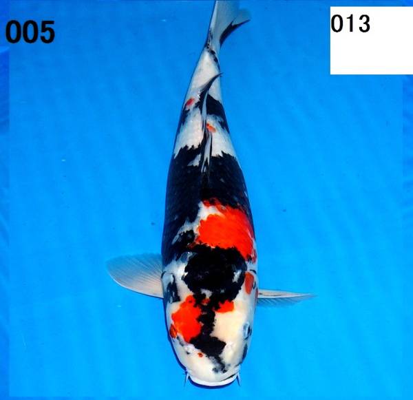 QB1151　◆◇◆昭和三色　メス　50ｃ　２ 歳　 ◆No.013