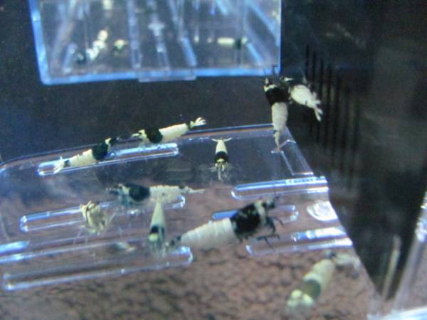 ☆S・コーナー☆　シャドーモスラ　１０匹　④