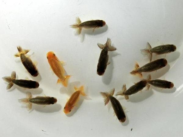 ライブ写真「5」 s-l400.jpg