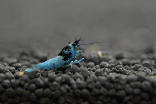 極上！将来絶対有望！ブルーモスラ！1匹＋お供1匹の合計2匹