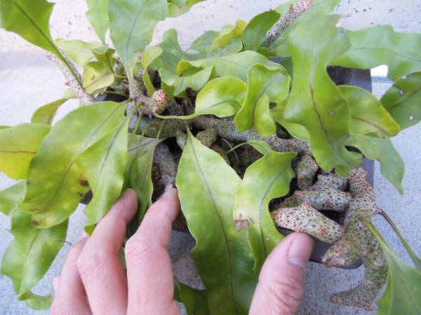 （◎＿◎；）★Lecanopteris sinuosa★アリノスシダ★大株★★