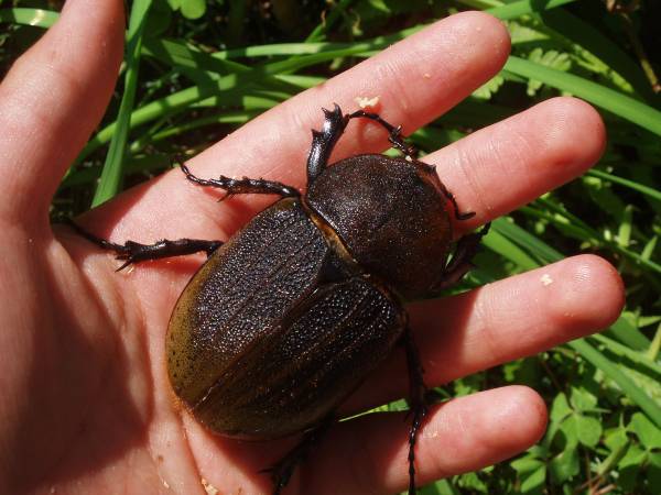 【限定】ヘラクレス　RU01　大型73mm♀単品