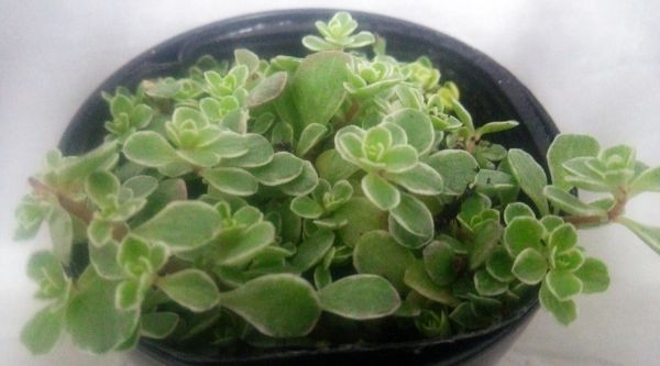 多肉植物 セダム属 斑入り丸葉万年草 A サボテン 売買されたオークション情報 Yahooの商品情報をアーカイブ公開 オークファン Aucfan Com