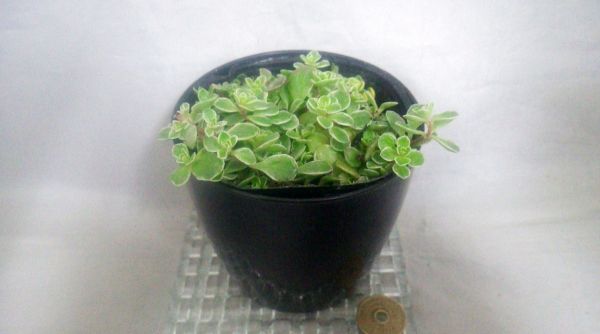 多肉植物 セダム属 斑入り丸葉万年草 A サボテン 売買されたオークション情報 Yahooの商品情報をアーカイブ公開 オークファン Aucfan Com