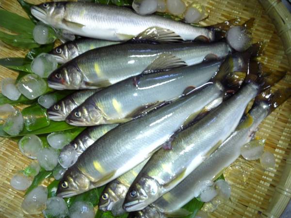 【岐阜県】白川 天然鮎 17～20cm　650g　10尾 冷凍 9
