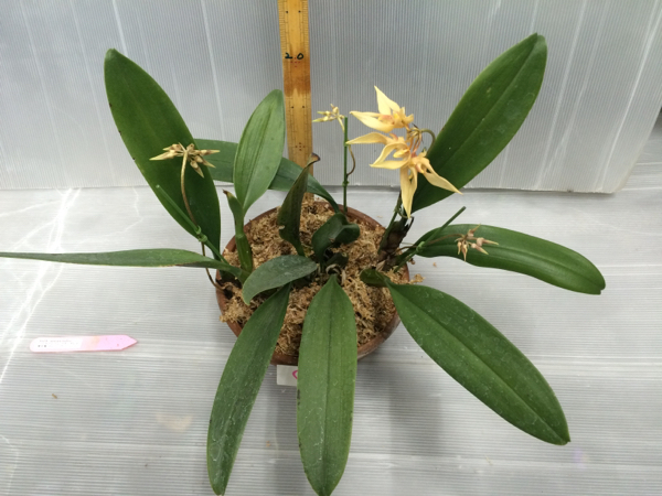 Bulb.annandalei バルボフィラム アナンダレイ ④