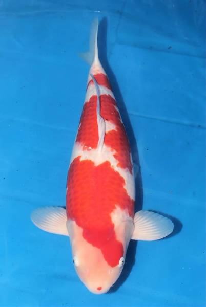 DIRECT鯉　室生産　2歳　紅白　59cm（0328-2）