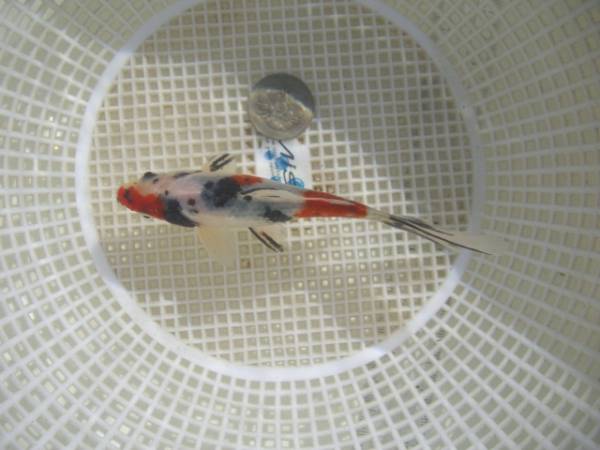 垂涎！【朱文金】