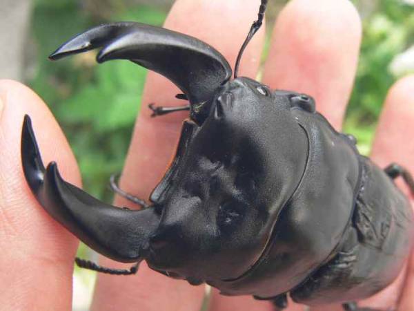 ＰＯＷ　龜闘悪獄　血統　　初２令幼虫　５頭