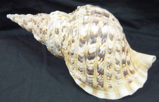 宮古島で採れたほら貝 法螺貝 中型 オブジェ DH0711 オーム