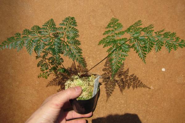 KSB:Davallia fejeensisフィジータベウニ島のダバリア2