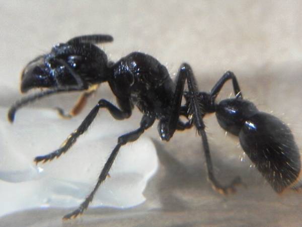 世界最大級サシハリアリ☆Paraponera clavata☆アリの新女王(虫類