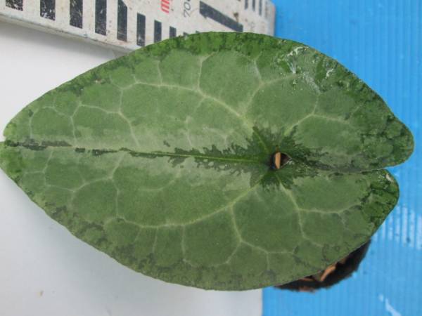 山野草　カンアオイ　オナガ花付・銀葉・模様葉　１２　