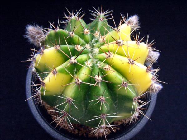 【黄裳丸錦】プセウドロビビア☆多肉植物☆サボテン