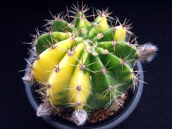 【黄裳丸錦】プセウドロビビア☆多肉植物☆サボテン