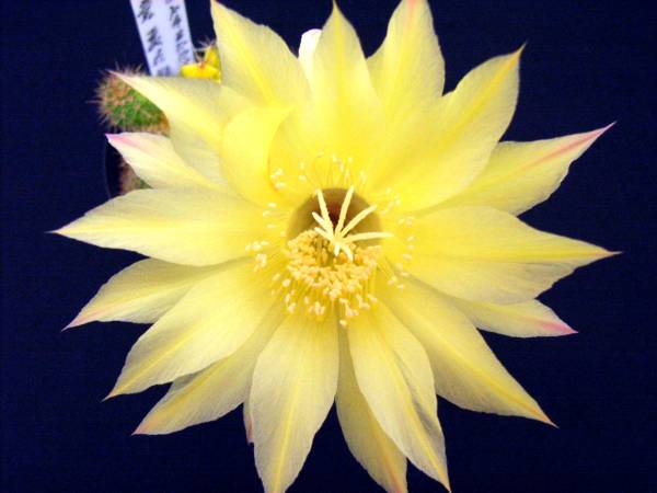 【黄裳丸錦】プセウドロビビア☆多肉植物☆サボテン