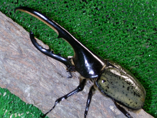 ■ヘラクレス牧場 ヘラヘラ ♂1・♀1 ペア 共に未後食 №08-17