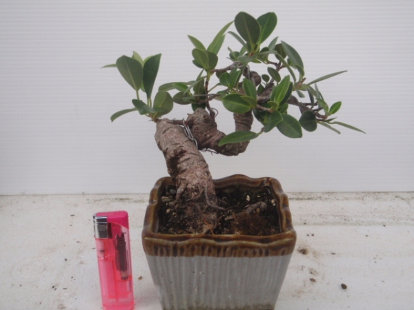 観葉植物 センカクガジュマル 尖閣ガジュマル 6