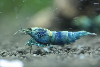 ・【ターコイズ・シャドー水槽から３匹の出品】・発送日限定　　