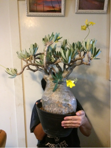 パキポディウム グラキリス サボテン マダガスカル 多肉植物 サボテン 売買されたオークション情報 Yahooの商品情報をアーカイブ公開 オークファン Aucfan Com