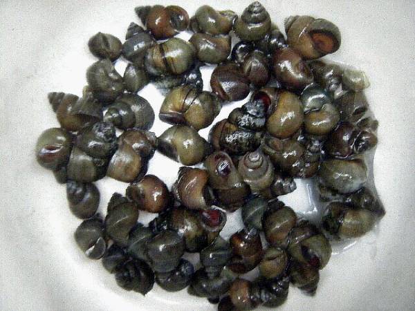 新版 タニシ ３０個 Turbonetce Com Br