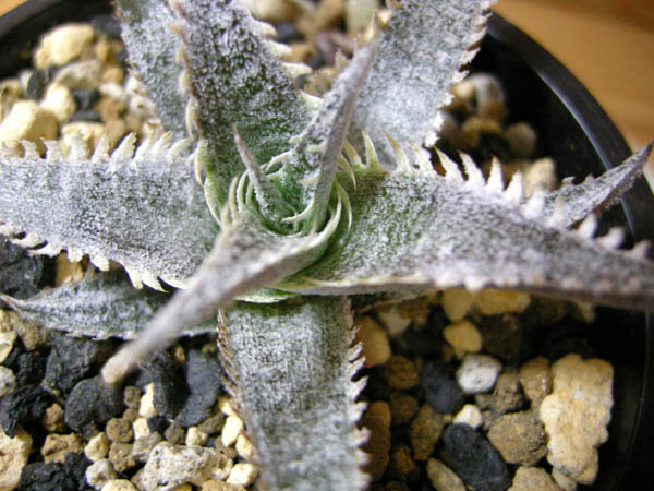 ディッキア　【 トゥーシー　F2　カキ仔 】 活着済