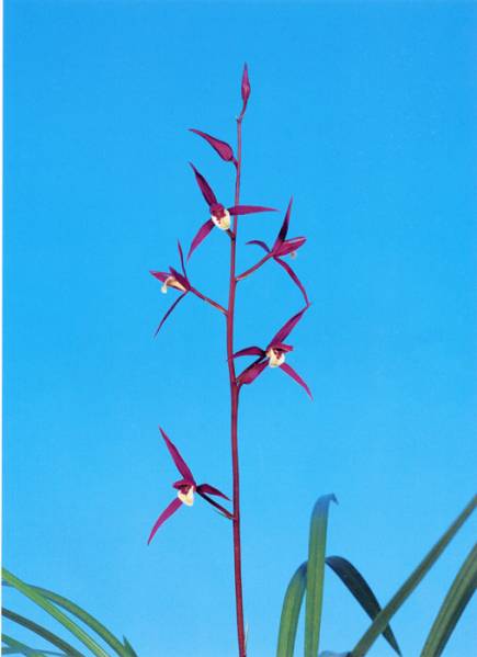 土佐寒蘭・四万十川の誉・（6条立ち花茎付き株）