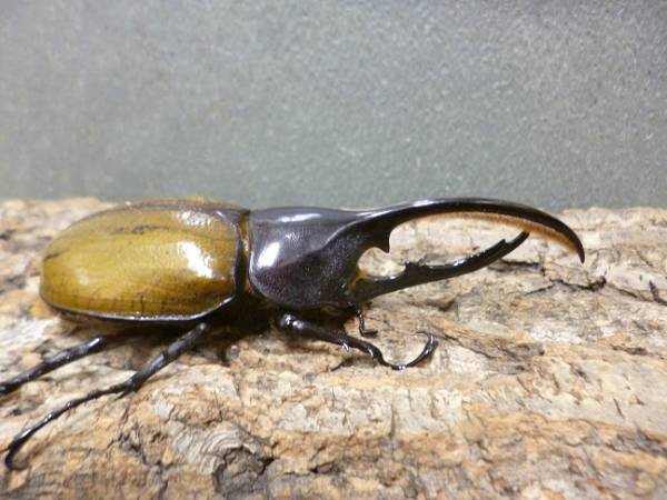 オキシデンタリス ♂単品