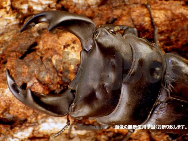 ●大型極太佐賀県産●オオクワガタ幼虫６頭+α●即決おまけ付き