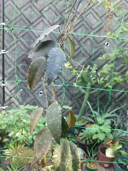 『BG緑葉』　ホヤ　カウダータ　スマトラ　☆レア種