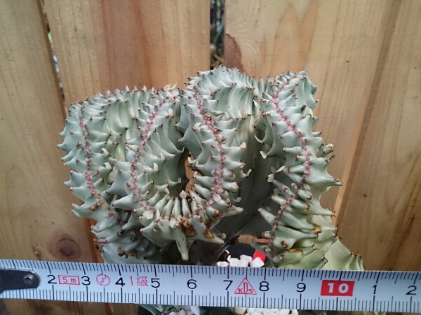 【植物屋DOHRAKU】ユーフォルビア ラクテア錦(青) キリン角接