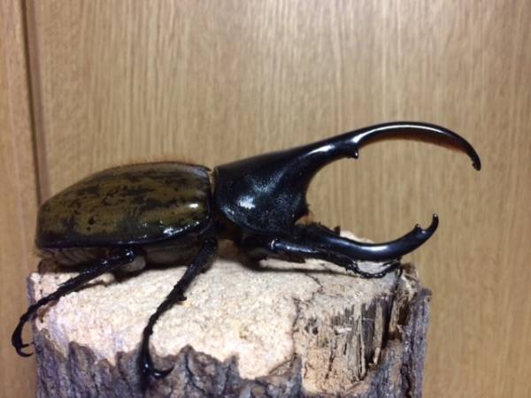 ヘラクレス　パスコアリ　♂118mm未後食♀64mm後食　オマケ♂