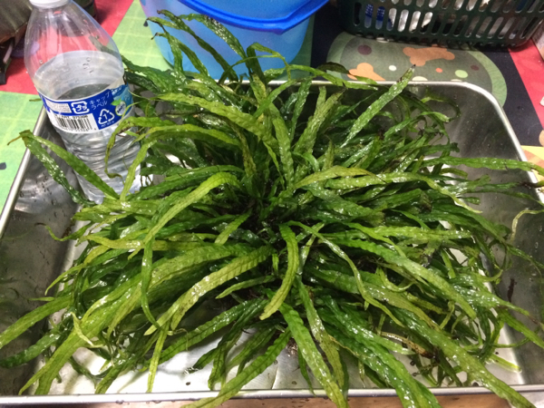 ミクロソリウム ナローリーフ 溶岩石活着 特大 魚用品・水草 【公式通販】
