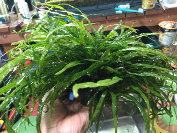 ミクロソリウム ナローリーフ 溶岩石活着 特大 魚用品・水草 【公式通販】